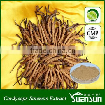 cordyceps sinensis powder 30% cordyceps polysaccharide cordyceps extract