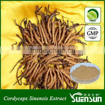 Cordyceps Sinensis Powder 30% Cordyceps Polysaccharide Cordyceps Extract