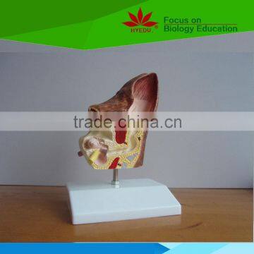 Hot Sale School Use Dog Ear Anatomy Model for Vet photo-3