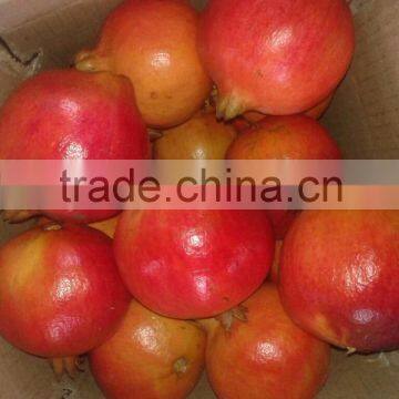 New Arrival of Fresh Pomegranate Fruit Supplier in India / Malaysia / Singapore / Dubai / Maldives / Sri Lanka