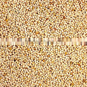 Australian White French Millet