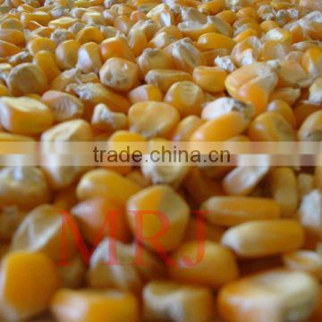 Indian Yellow Maize