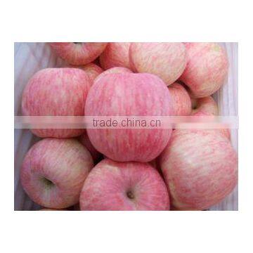 new season fresh fuji apple