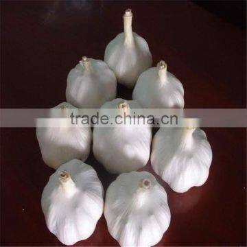 China garlic