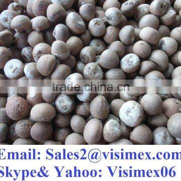 BETEL NUT (website Visimex06)