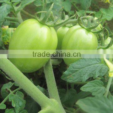 Giant Hybrid Tomato Seeds