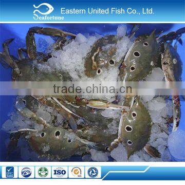 wholesale seafood Frozen Three Spot Crab