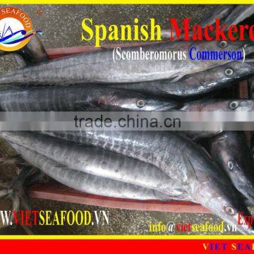 FROZEN SPANISH MACKEREL WHOLE ROUND