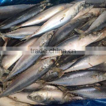 Best Price Frozen Mackerel Fish photo-5