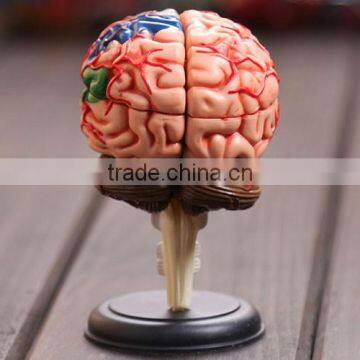 Education Toy Human brain model structure model assembled Anatomy dimensional model 32pcs set