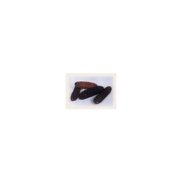 Indonesia Sea Cucumber