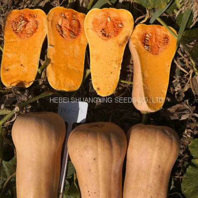 Tough rind orange skin hybrid pumpkin seeds