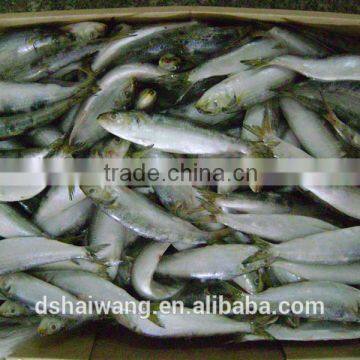 Whole Round BQF Frozen Fish Sardine Fish photo-4