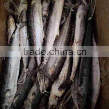 Frozen Whole Round IQF Frozen Spanish Mackerel Fish photo-6