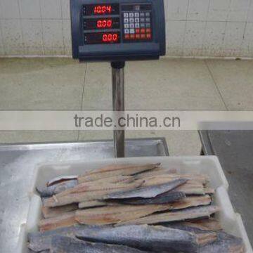 Spanish Mackerel New Filelts photo-5