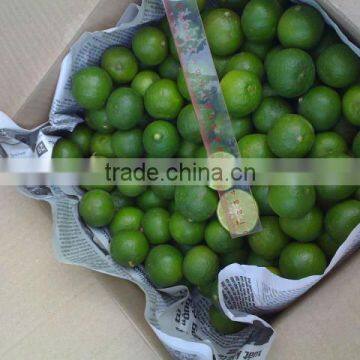 Fresh Lemon & Lime New Crop photo-5