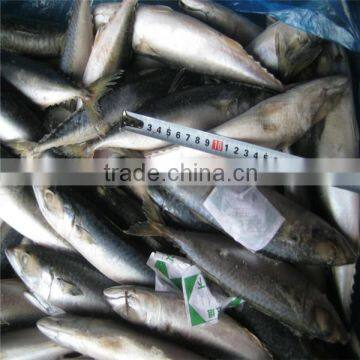 Frozen Blue Mackerel for Canning Seafood photo-6
