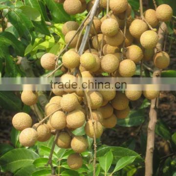 Chinese Top Quality Dried Longan