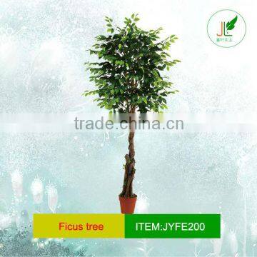 Replica ficus tree with new design head