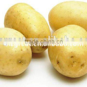 supply fresh vegetables ,high quality fresh potatoes for sale
