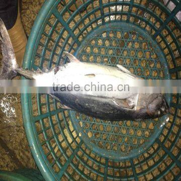 Frozen bonito fish for sale whole round