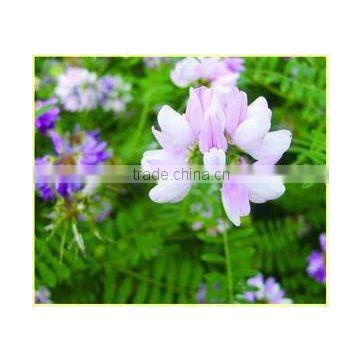 Milkvetch Root Chinese Herb Medicines