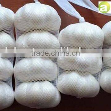 PURE WHITE FRESH GARLIC 5.0CM