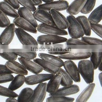 Oil sunflower seed in high quality, can be used for oil Extraction