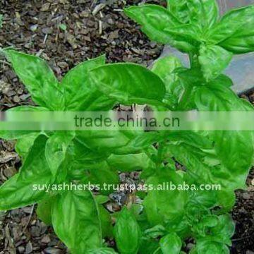 100% Pure Natural Basil Essential Oil(Ocimum basilicum)