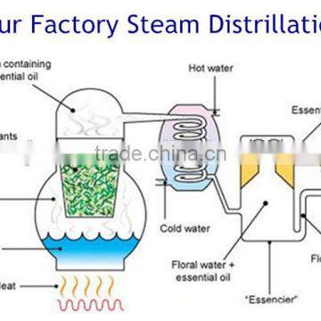 Biggest Manufacturer 100% Pure and Natural Essential Oil Safflower Seed Oil photo-6