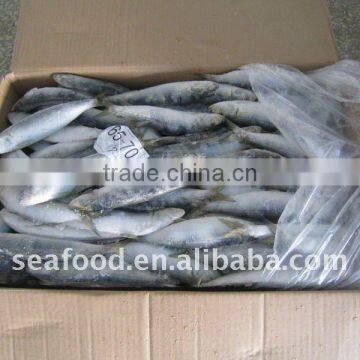 frozen whole round sardine