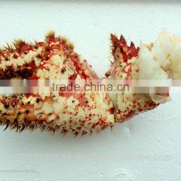 Hairy Snow Crab Antarctica photo-4
