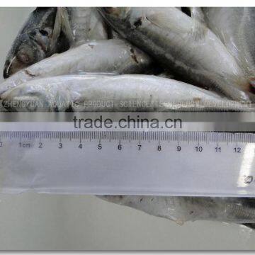 SEA FROZEN HORSE MACKEREL FISH WHOLE ROUND photo-4