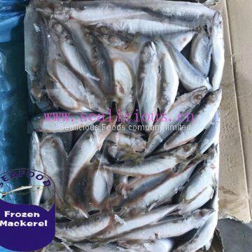 Top Grade Quality Pacific Mackerel Fish,Seafrozen Scomber Japonicus(Hot Sale)