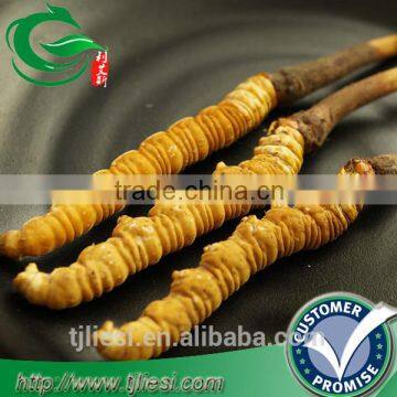 supply cordyceps raw not extract