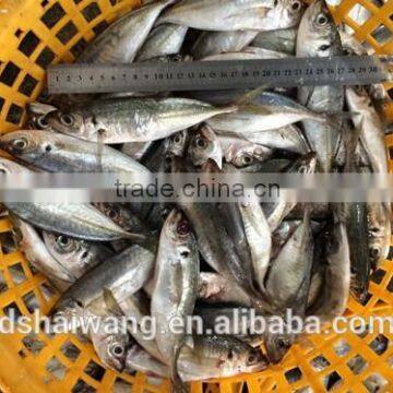 Frozen big eyes mackerel for cannery factory with size 50 - 70 g