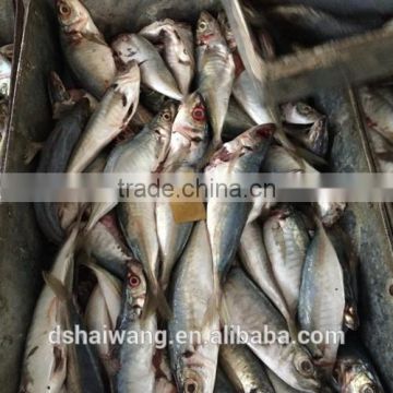 Frozen B grade Trachurus Japonicus Seafood