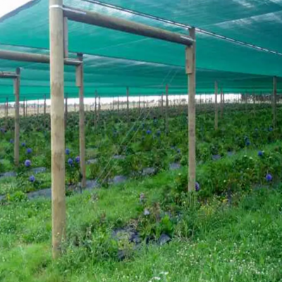 55% 65% 75% Green Sun Shade Fabric Polyethylene Greenhouse Garden Sun Shading Nets 10*50m photo-5