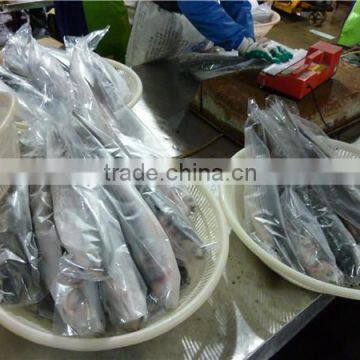 Frozen Grey Mullet Whole Round 600-1000g