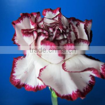 Wide varieties promotional single stem carnation for decoration