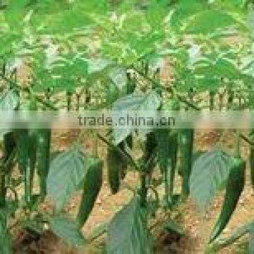 Hot Fresh green chilli