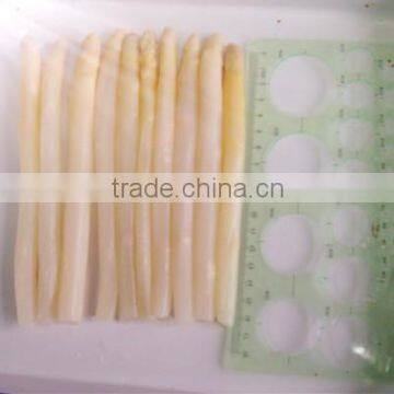 17cm Fresh Whole Canned White Asparagus inJar