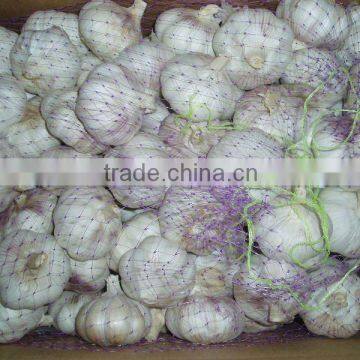 2012 new year is low price for selling new crop garlic