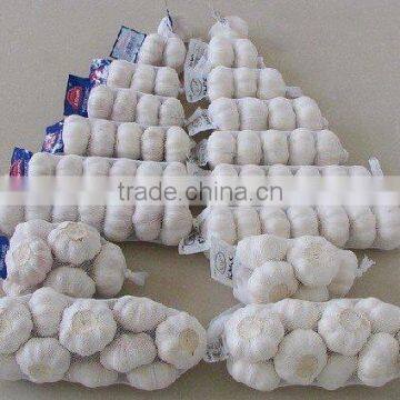 shandong laiwu fresh garlic