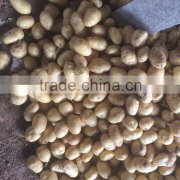 Fresh potato factory in China