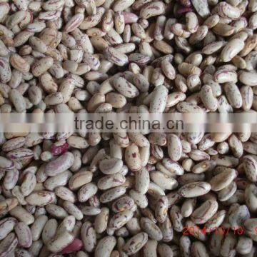 Best Sale Full Of Speckled Kidney Beans For Europe