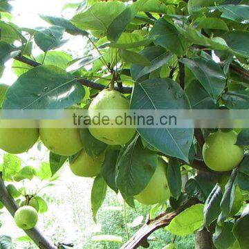 Fresh Early su Pear With Best Price by Whole Sale photo-3