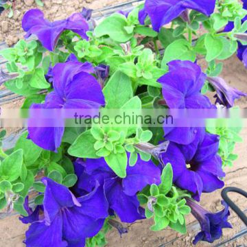 Petunia Flower seeds Morning glory seeds petulantly seeds for planting