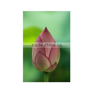 FRESH LOTUS ( PINK , WHITE )