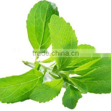 GMP Natural High Quality Stevia Extract Stevioside Rebaudioside photo-3